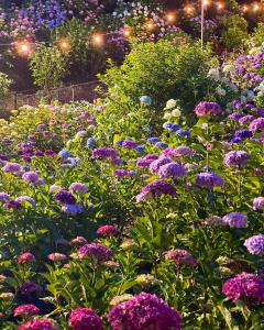 가타하라 온천 수국 축제