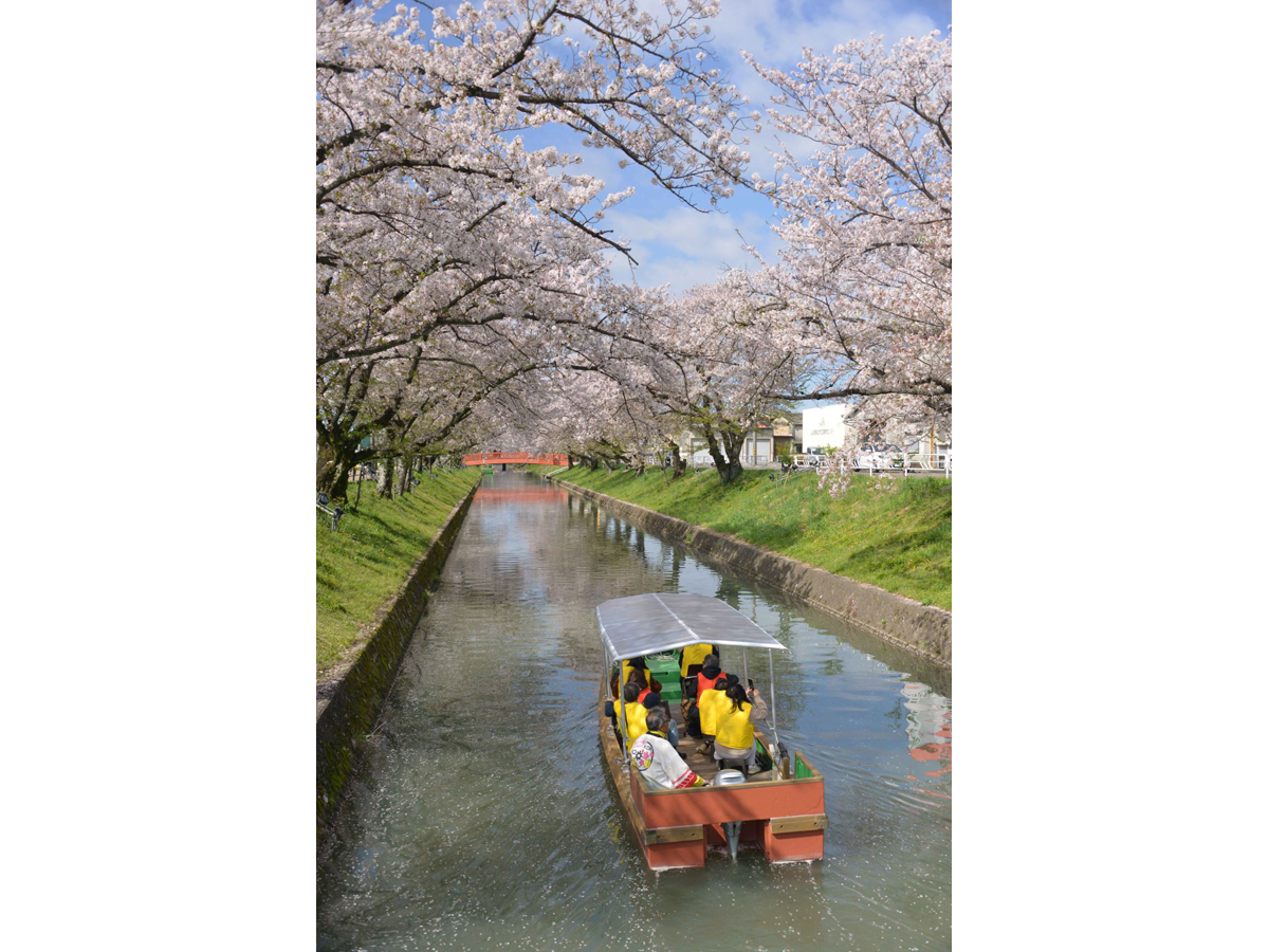 大口町 桜まつり及び桜ライトアップ