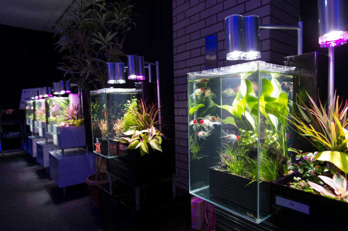 やとみ金魚アクアリウム＆深尾隆介展2018