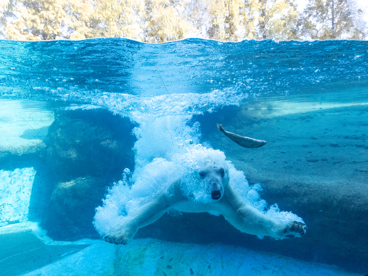 のんほいパーク　冬イベント