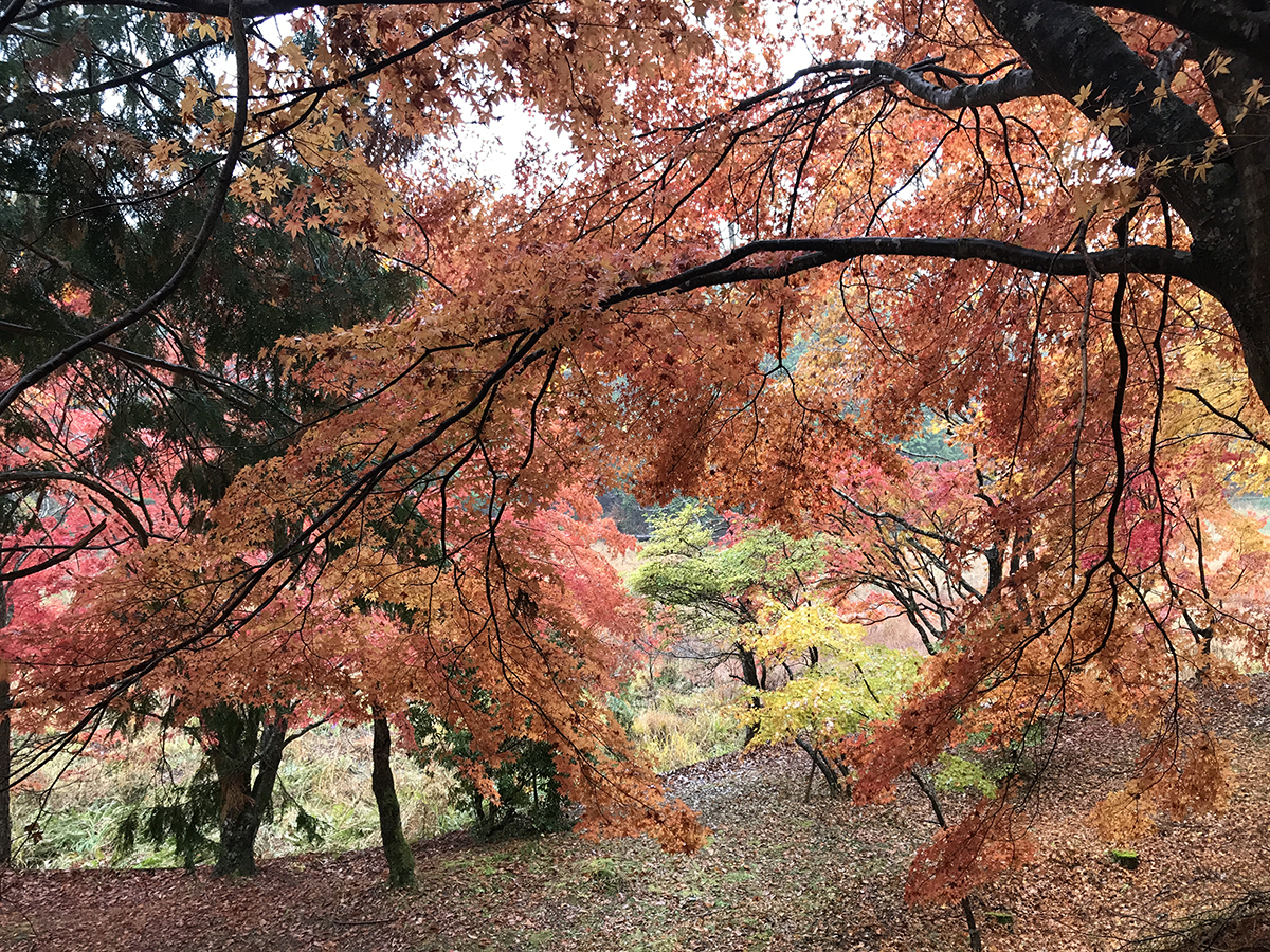 タカドヤ湿地 もみじまつり