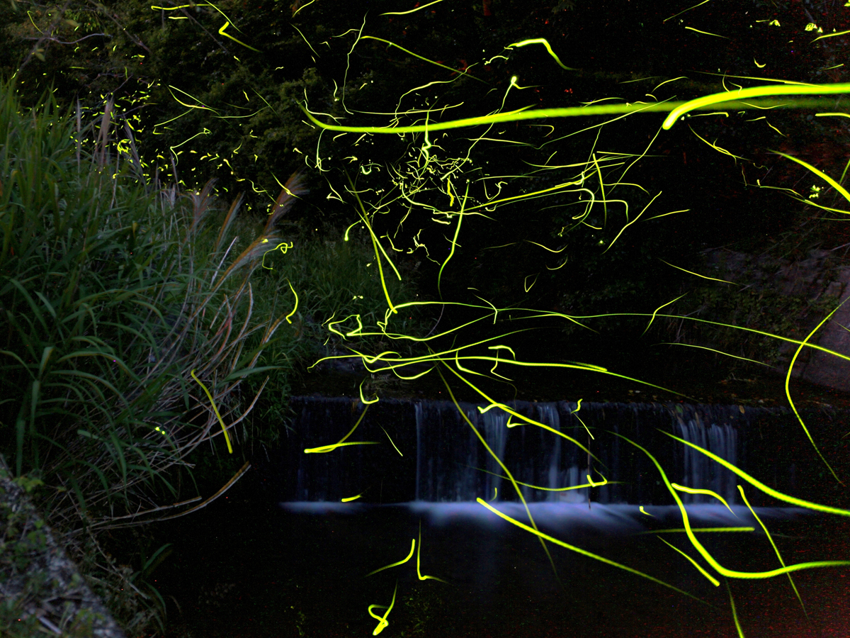 Tokkawa Firefly Festival