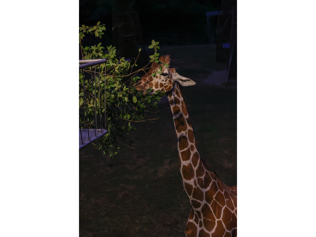 のんほいパーク　ナイトZOO