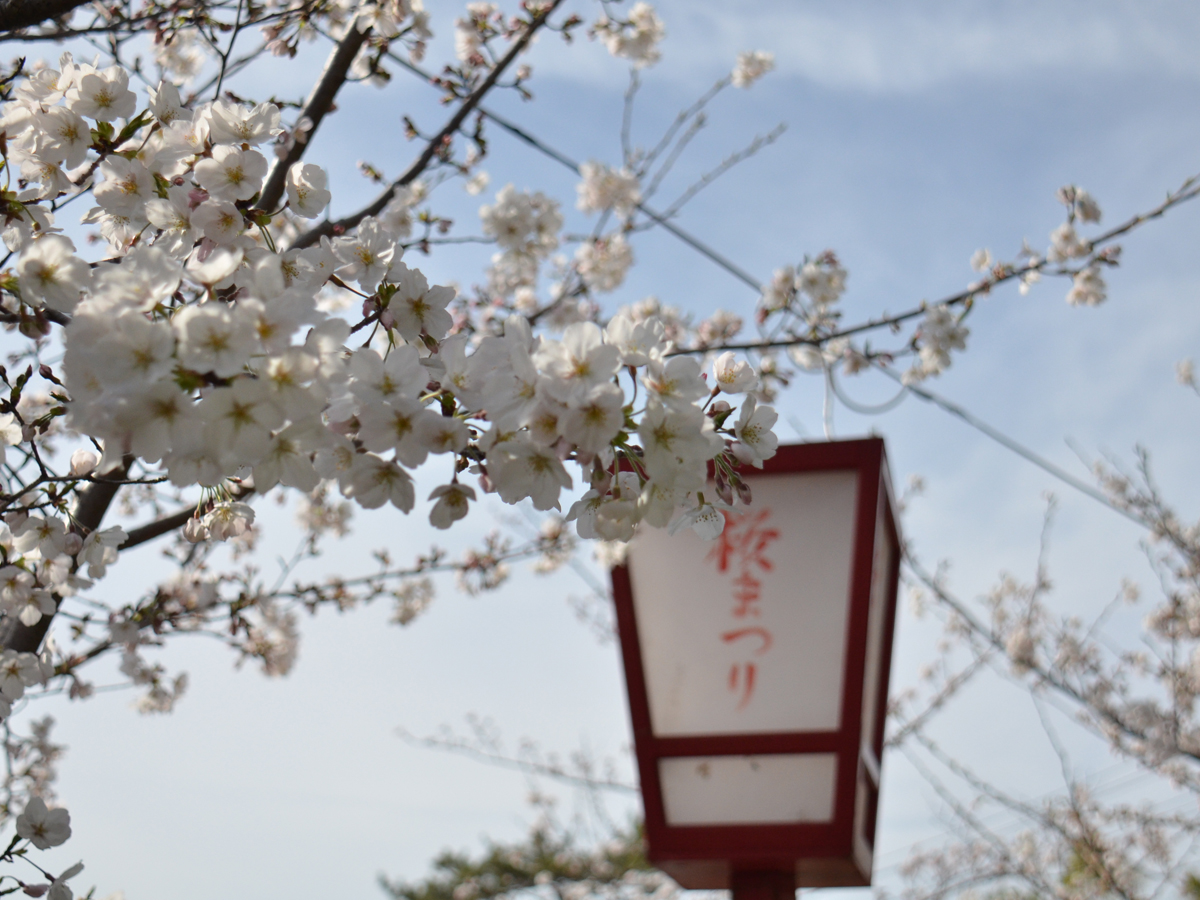 Anjo Cherry Blossom Festival