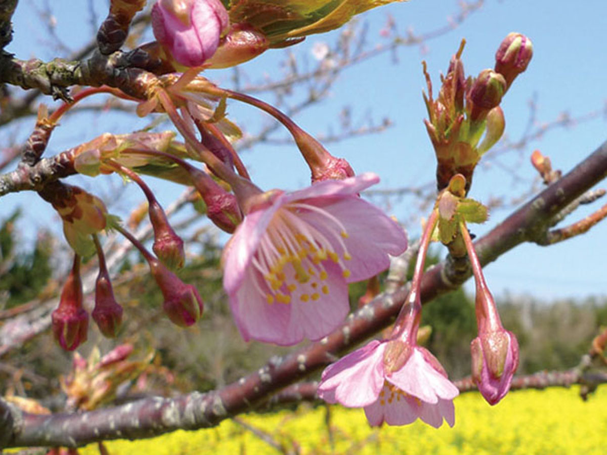 免々田川 菜の花・桜まつり