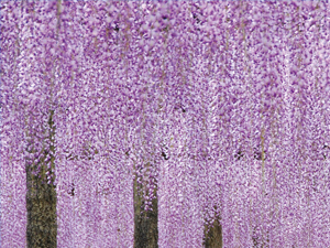 天王川公园（紫藤节）