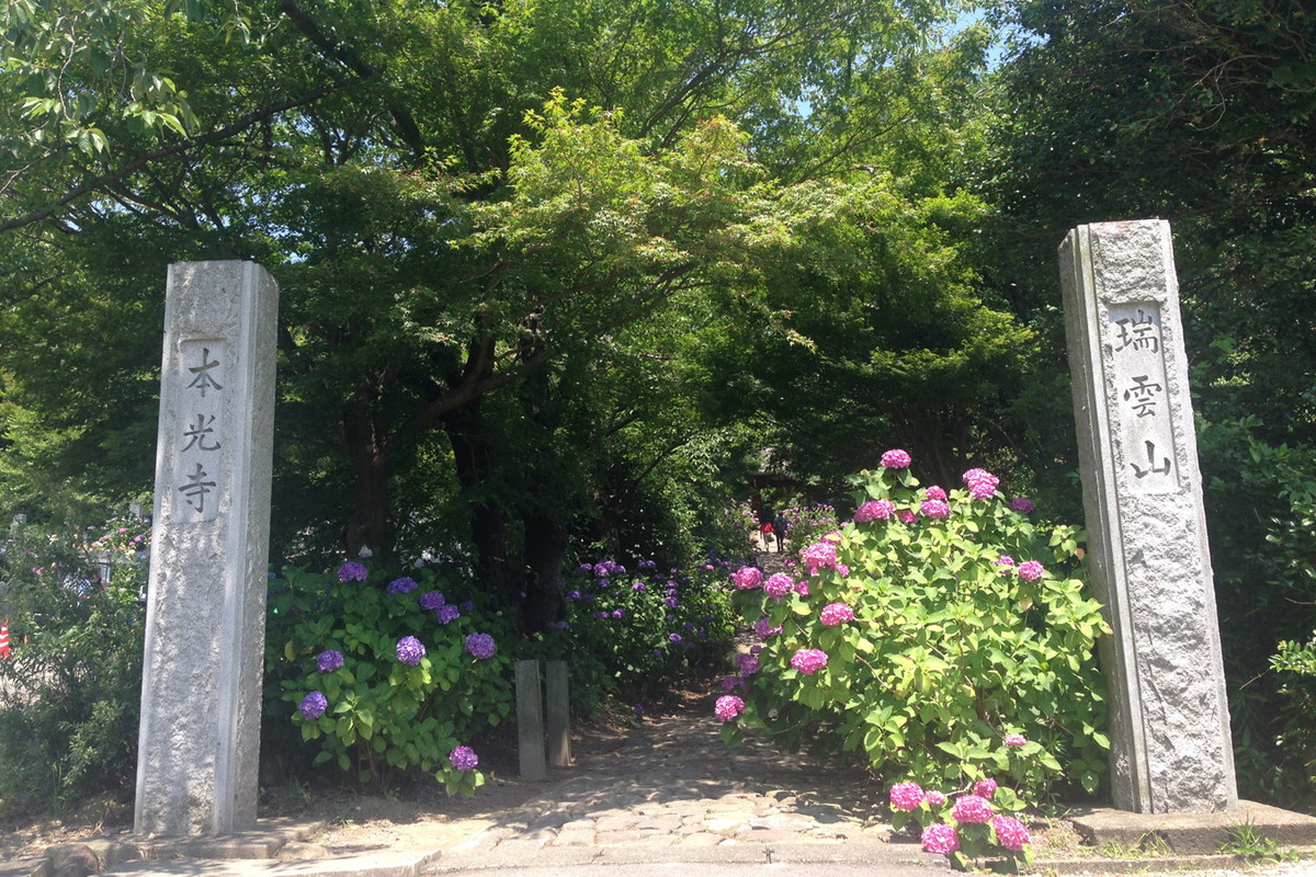 本光寺紫陽花節