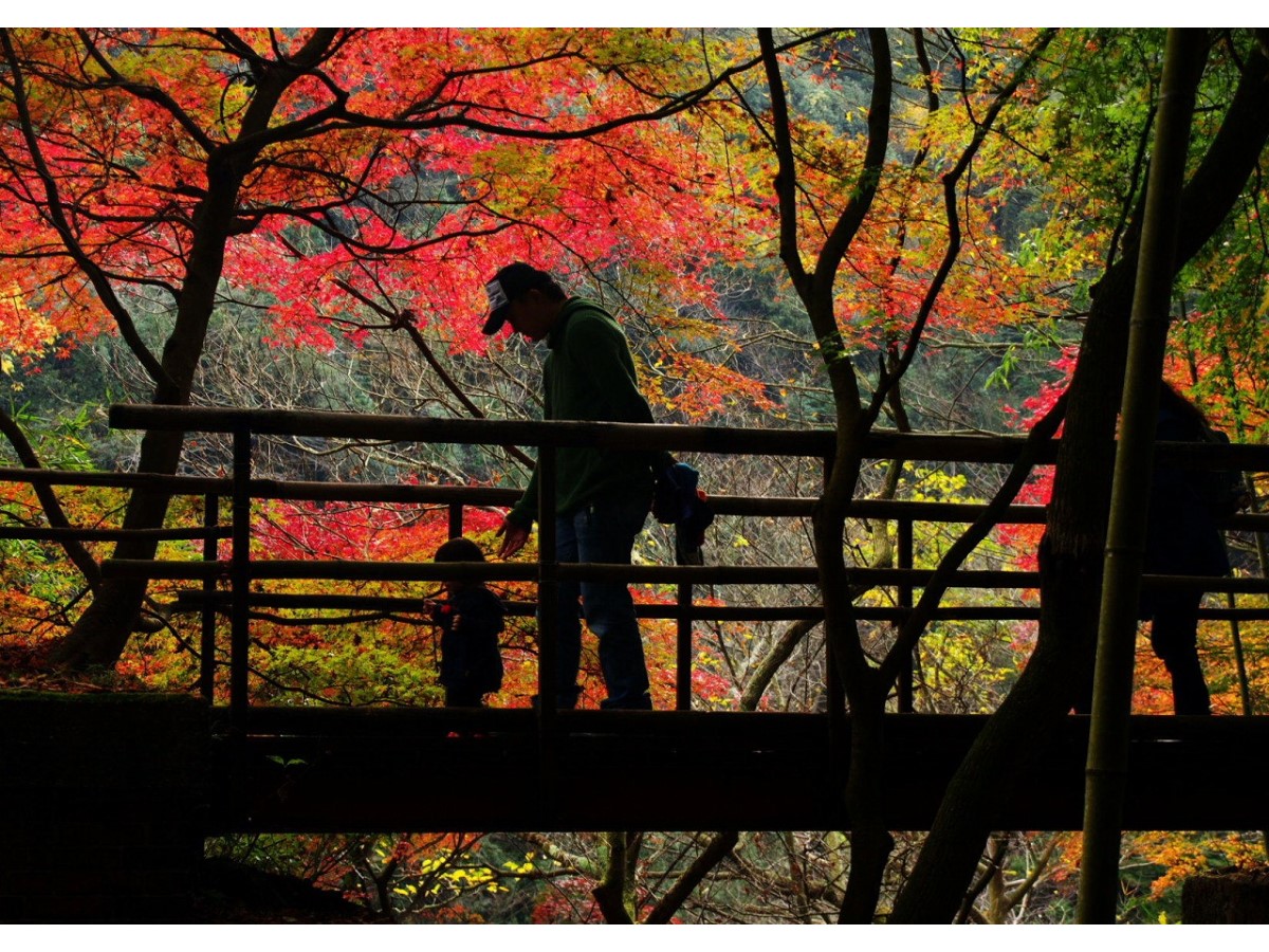 爱岐隧道群  秋季特别开放