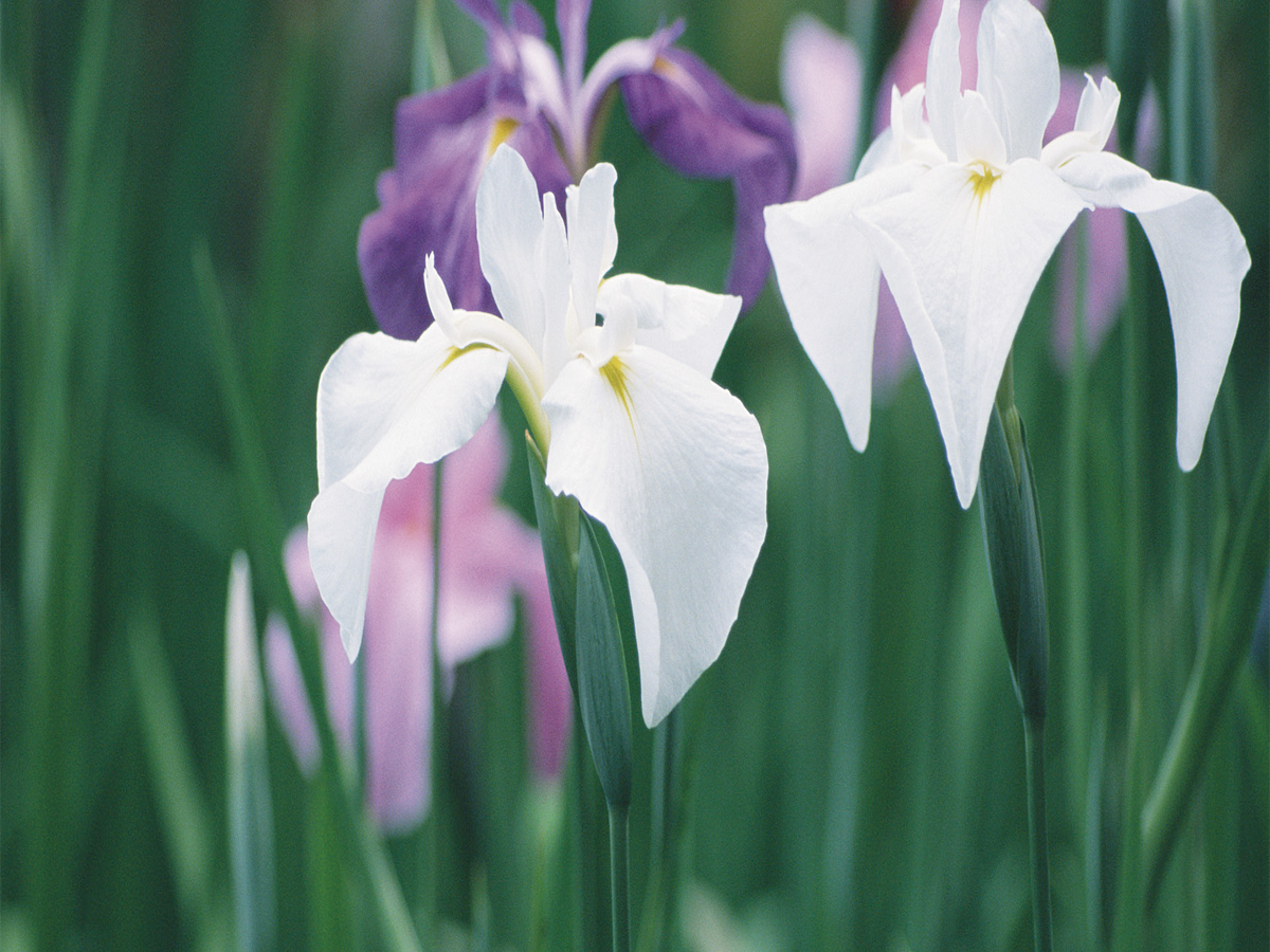 佐屋川創郷公園　ハナショウブ