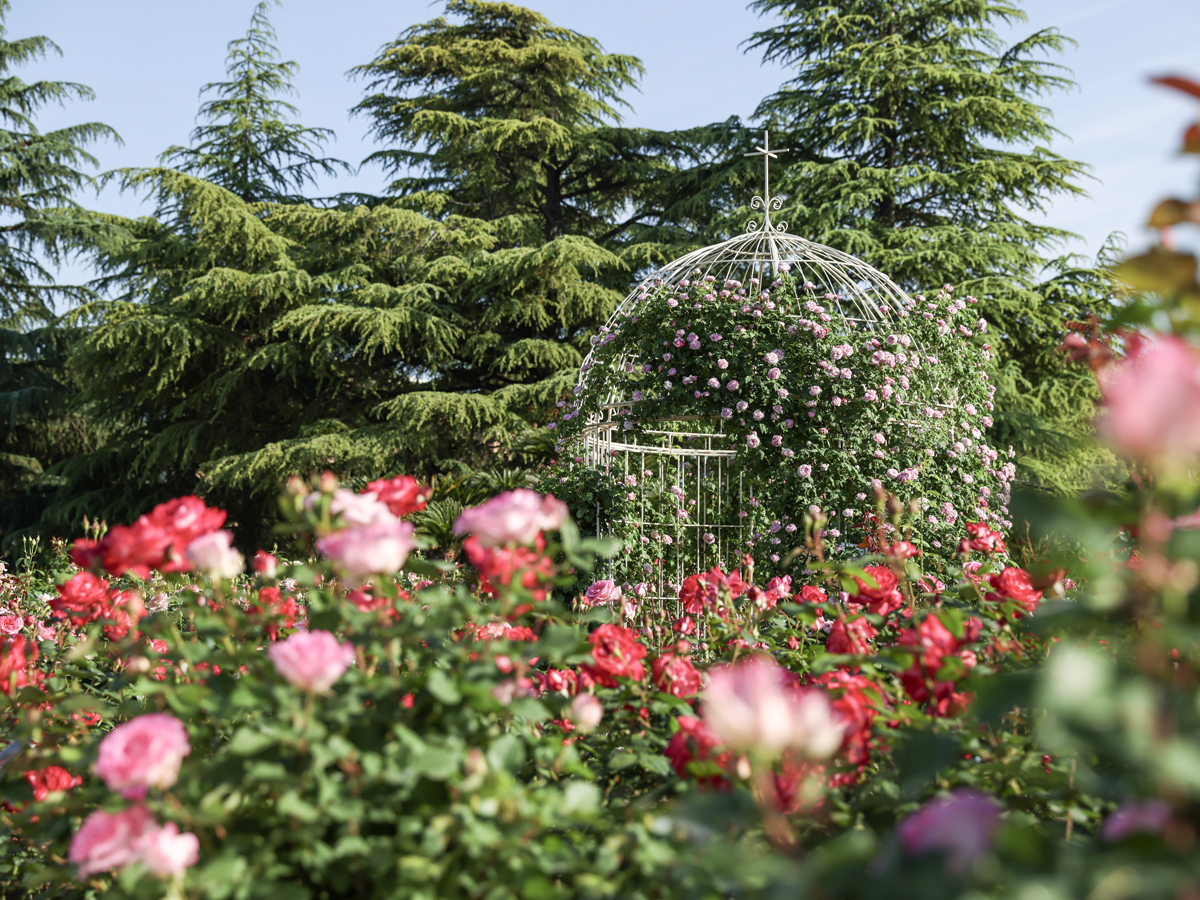 鶴舞公園のバラ