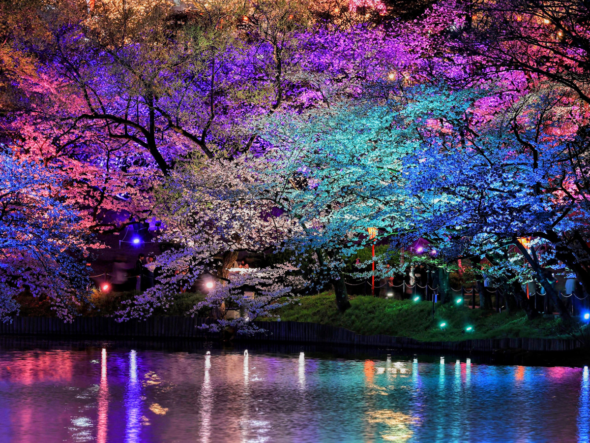 Oike Park Cherry Blossom Festival