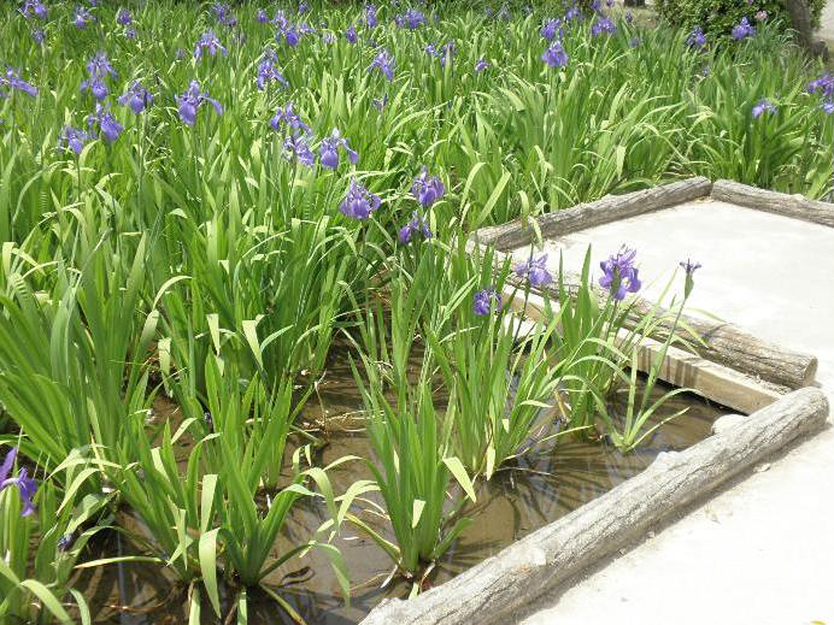 Yatsuhashi Water Iris Garden