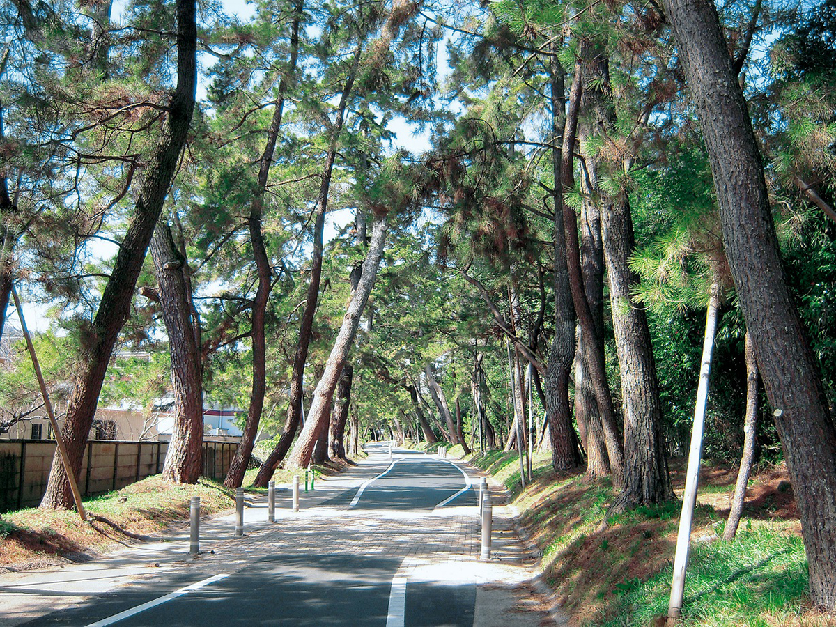 もっとずっと松並木･･･そして未来へ。