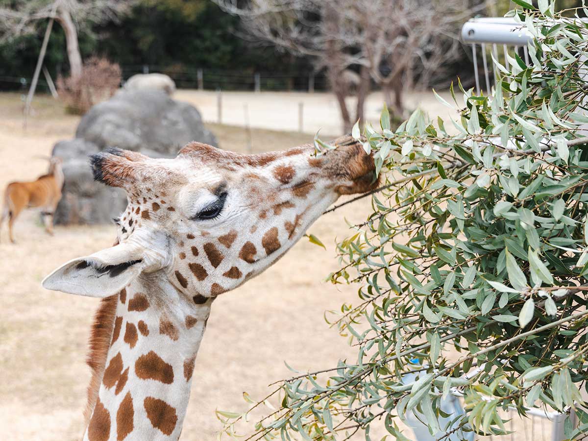 豊橋総合動植物公園,のんほいパーク