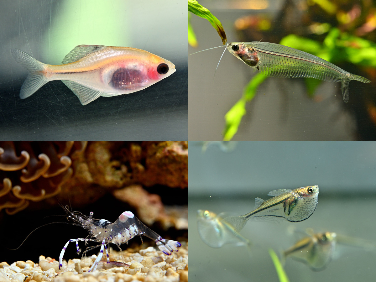 特別展「透ケルトンズ～グラスないきもの、 硝子のいきもの～」