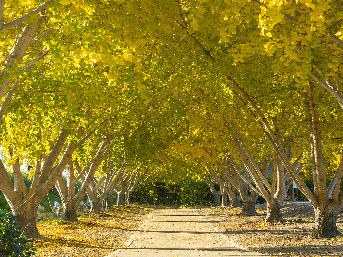 そぶえイチョウ黄葉まつり