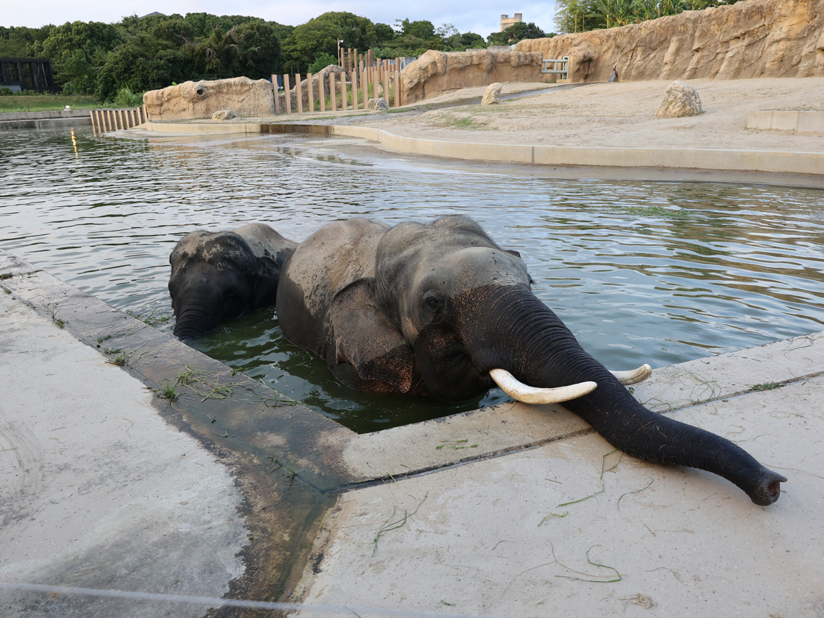 のんほいパーク　ナイトZOO