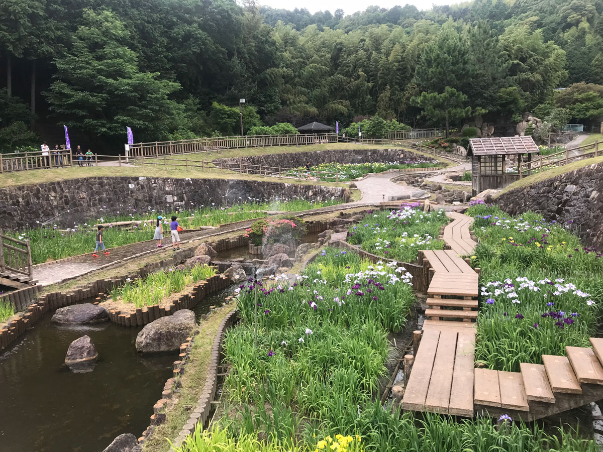 赤塚山公園　花しょうぶまつり