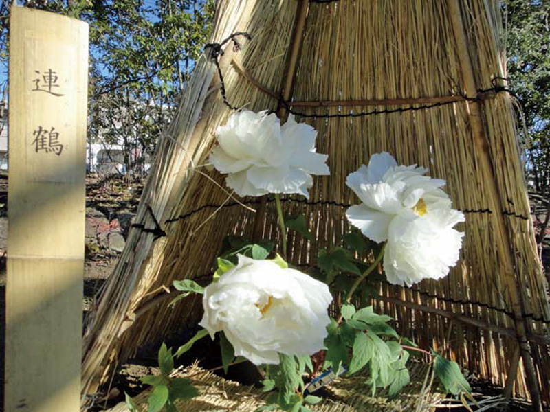 戲寒　德川園的冬季牡丹
