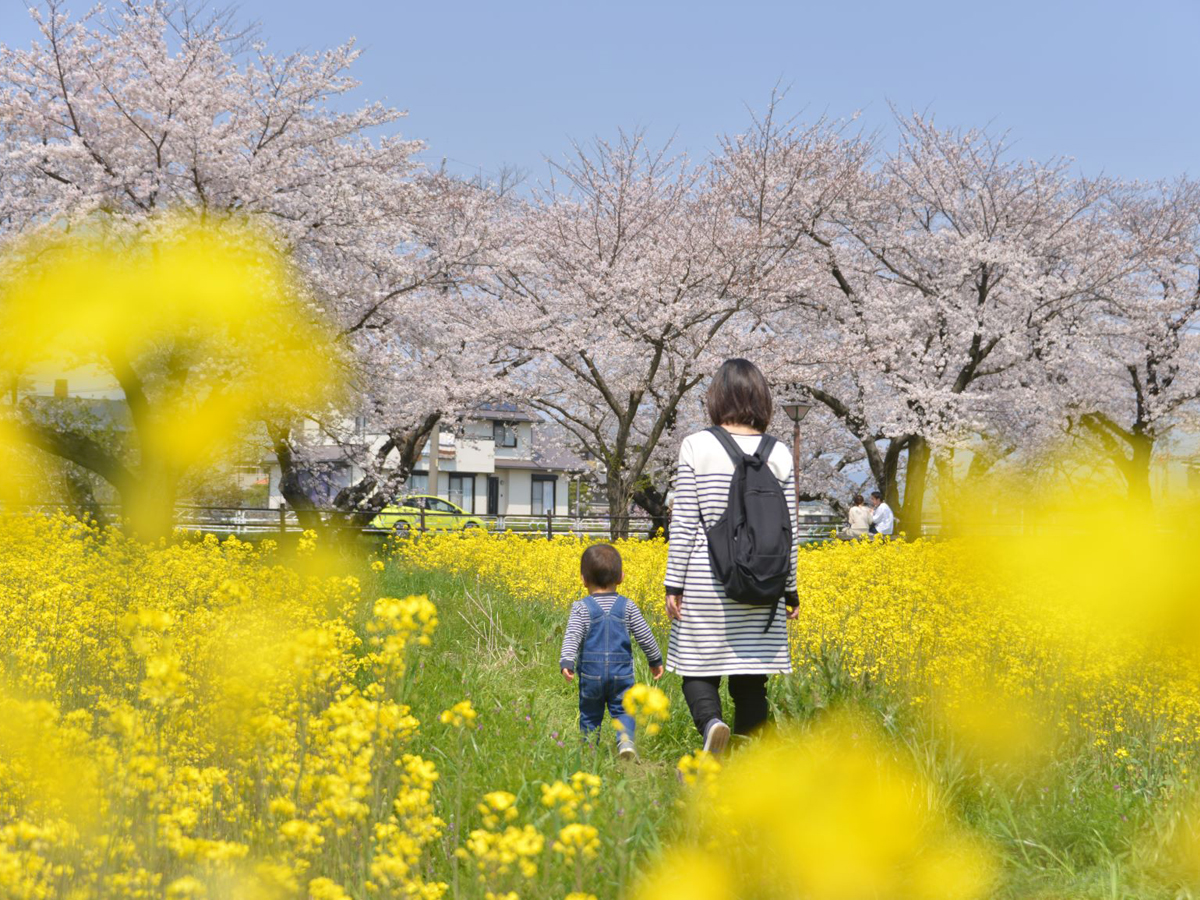 大口町 桜まつり及び桜ライトアップ