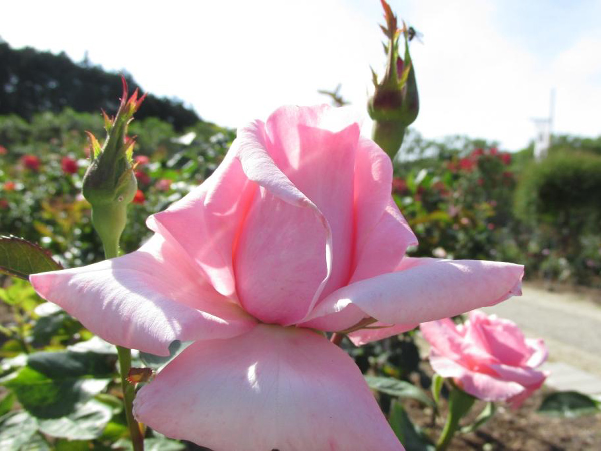 奥殿陣屋　バラまつり