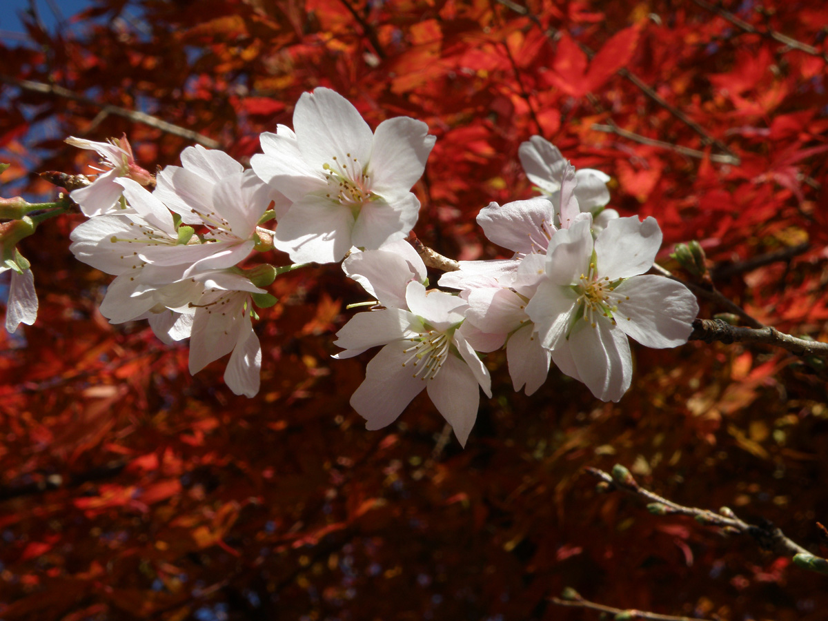 Shikizakura Four-Season Cherry Blossoms - Obara Fureai Park