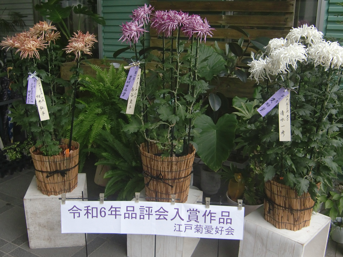 変わり菊まつり_01