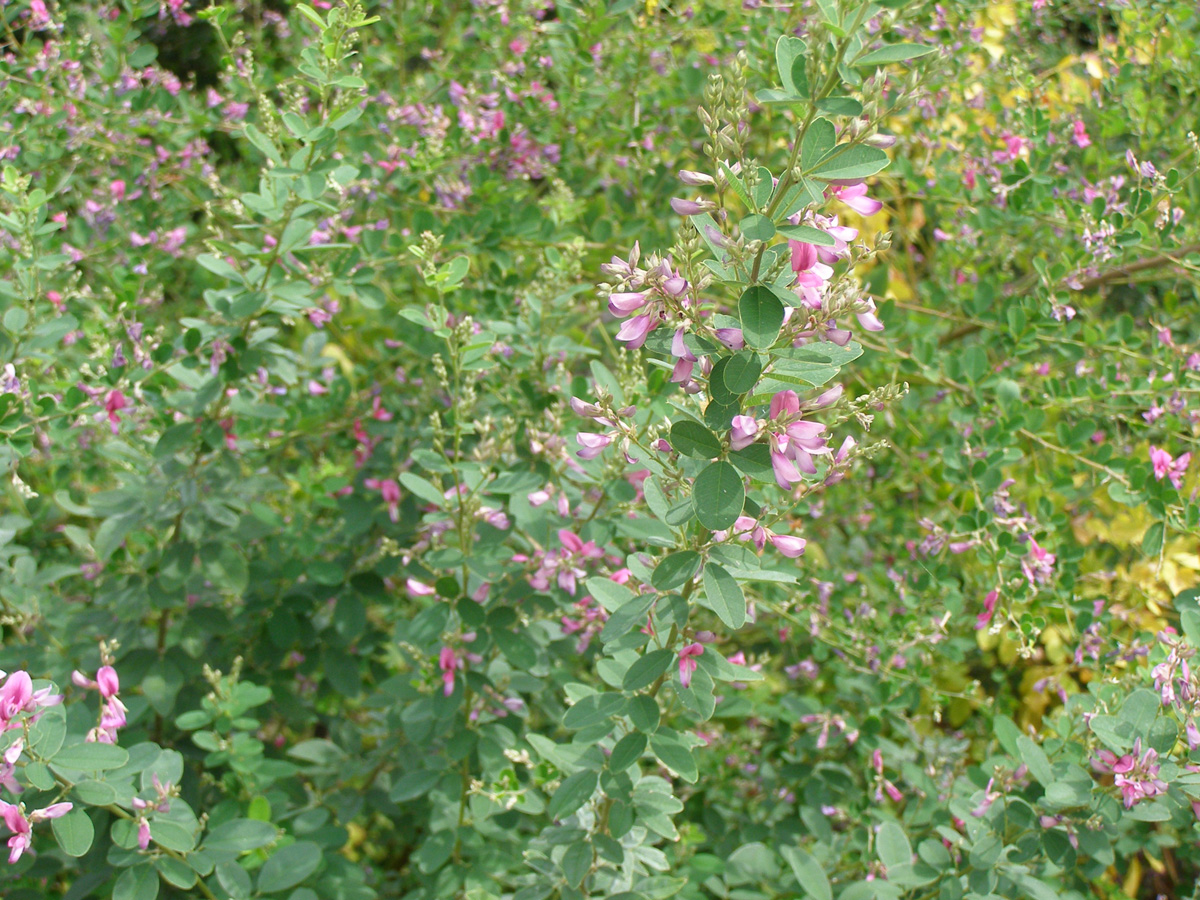 令和元年 萩まつり