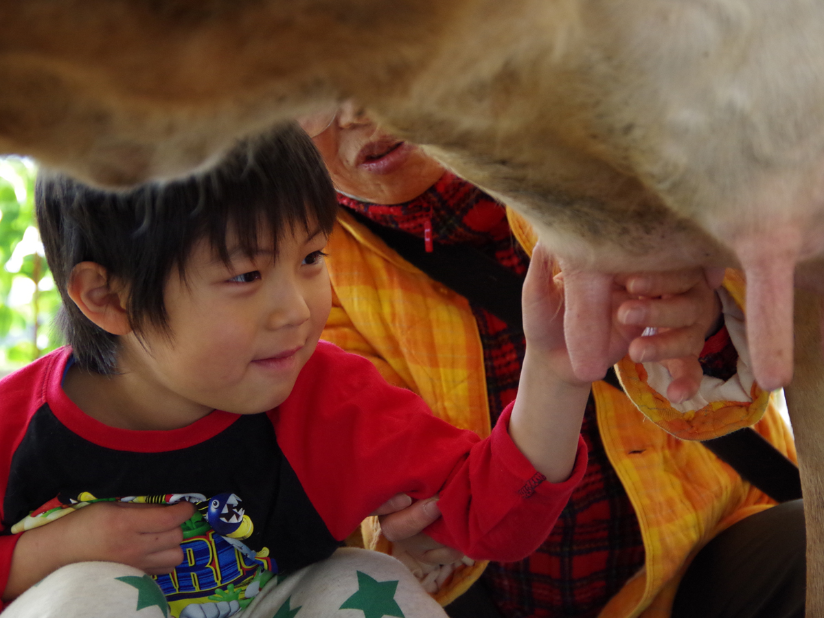 愛知牧場（あいちぼくじょう）乳搾り体験