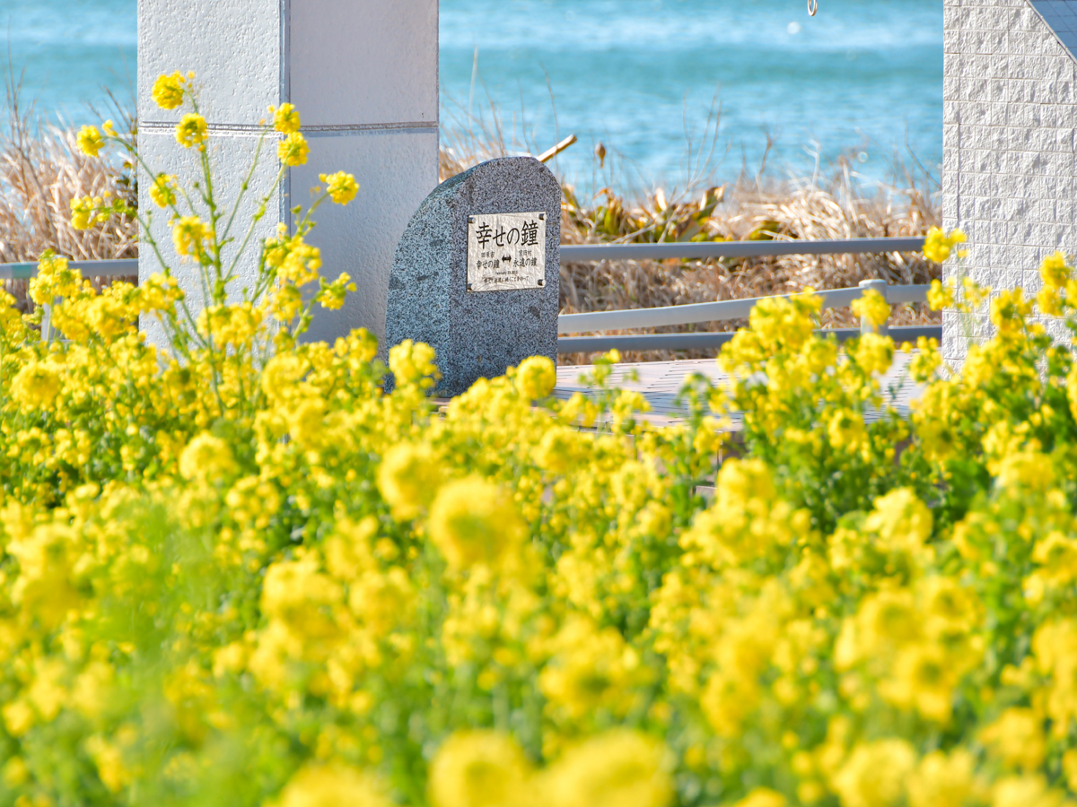 Atsumi Peninsula Nanohana Festival