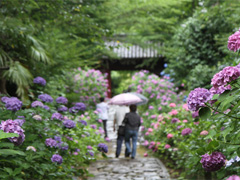 本光寺紫陽花節