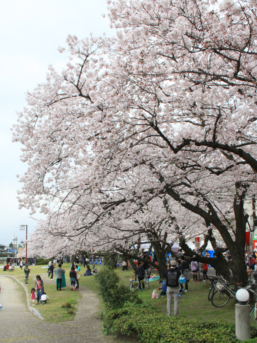 やとみ桜まつり