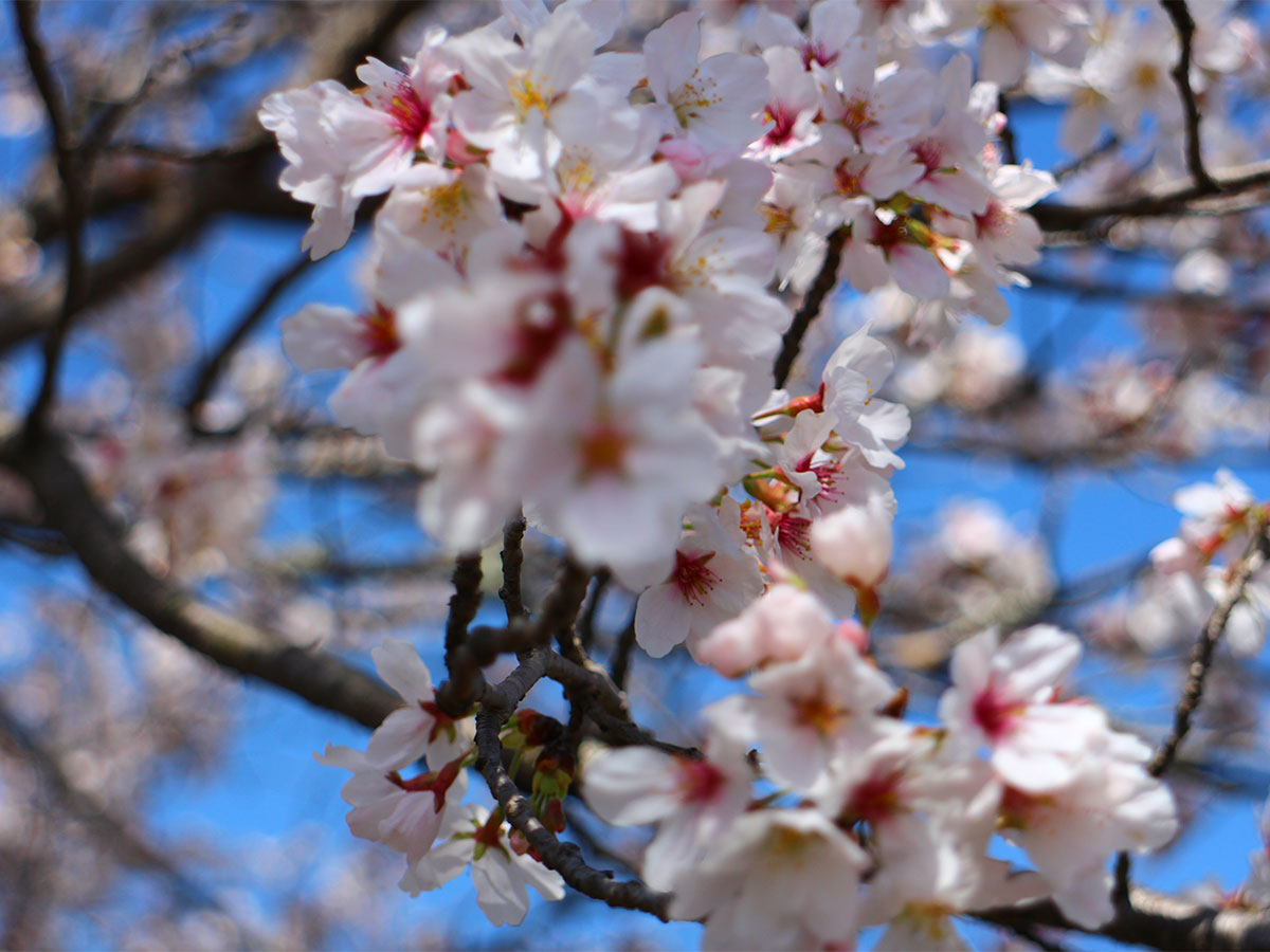 飯野川桜並木
