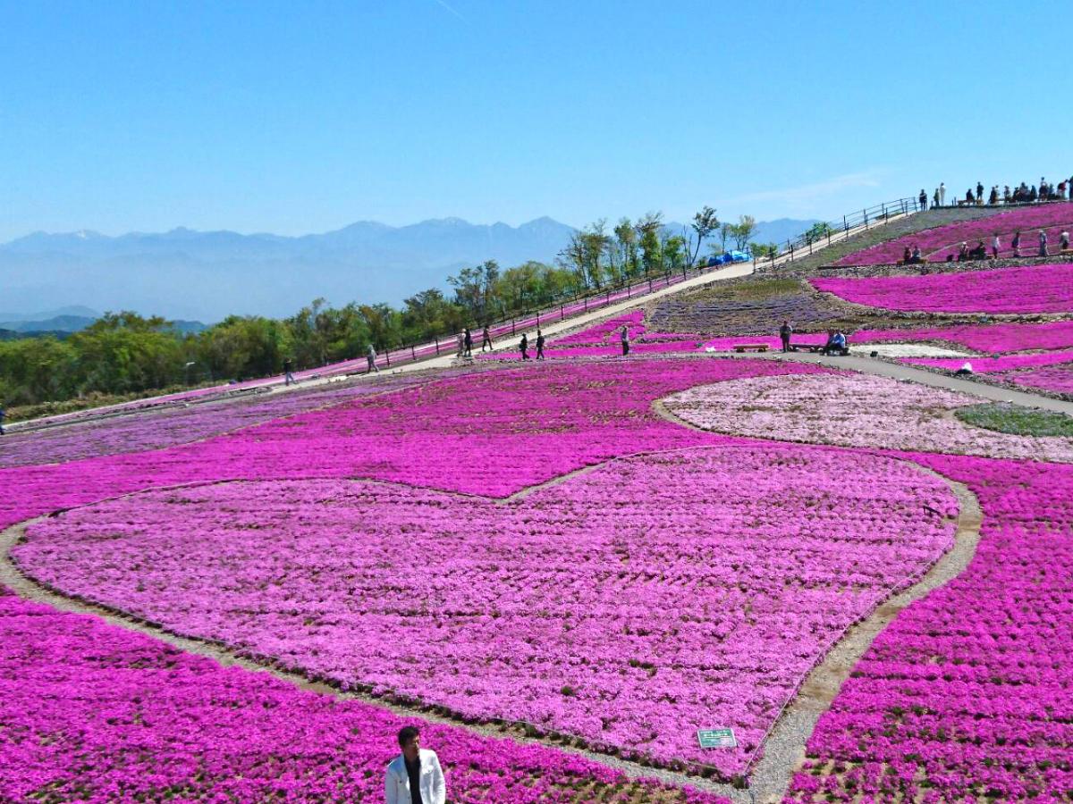 Mt. Chausu Highland Creeping Phlox Festival