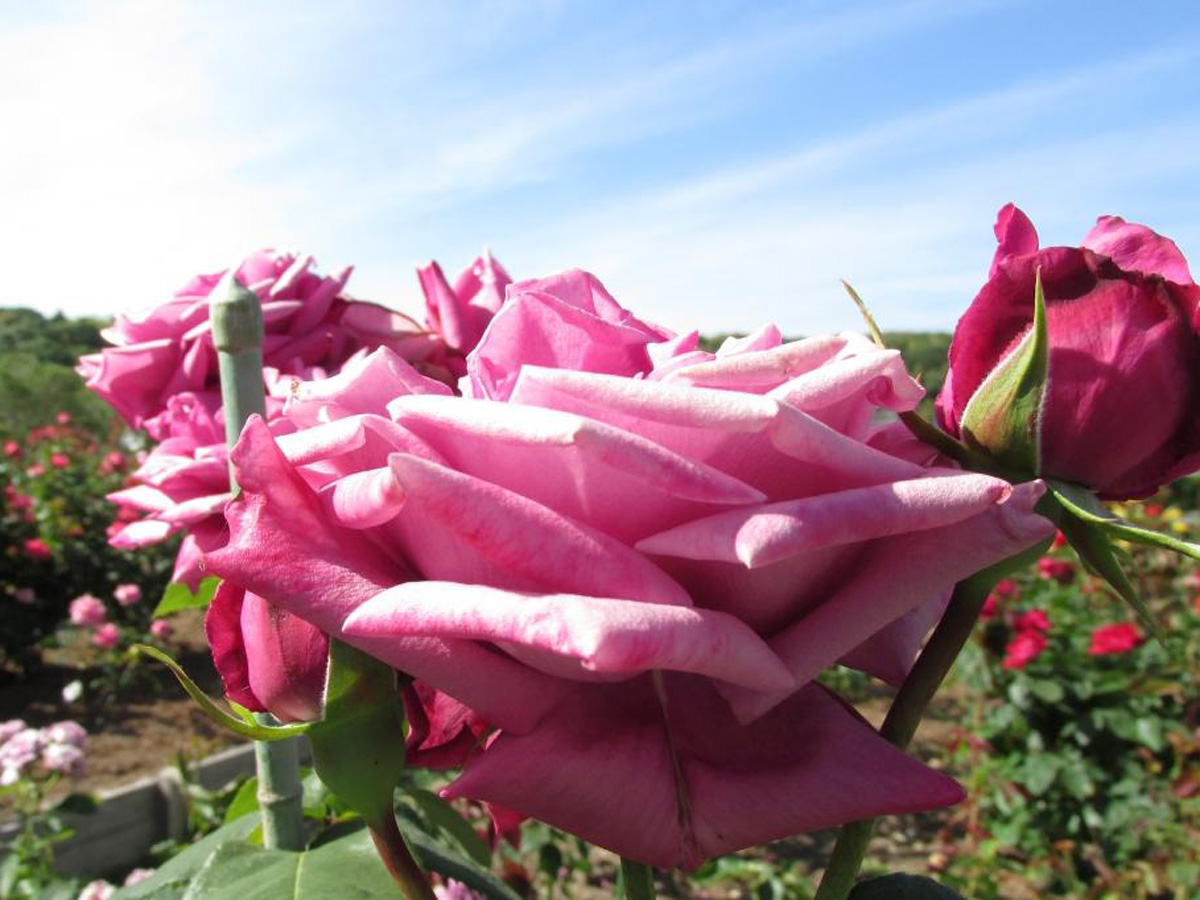 奥殿陣屋　バラまつり