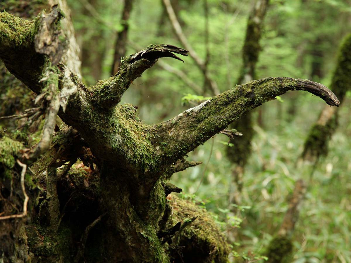 段戸裏谷原生林(きららの森)
