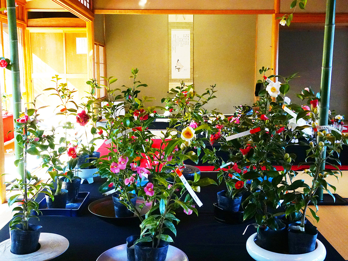 白鳥庭園　椿をあそぶ