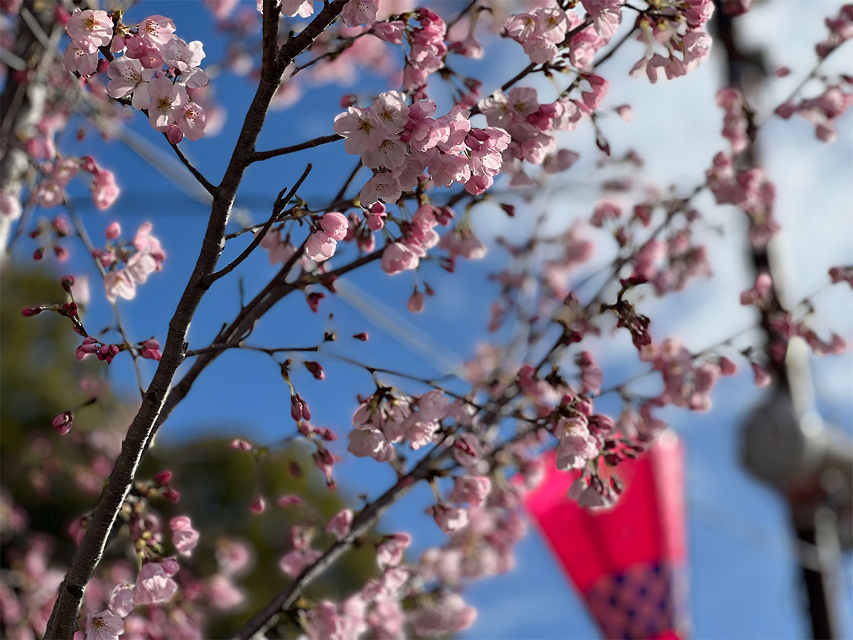 尾張旭・城山公園さくらまつり
