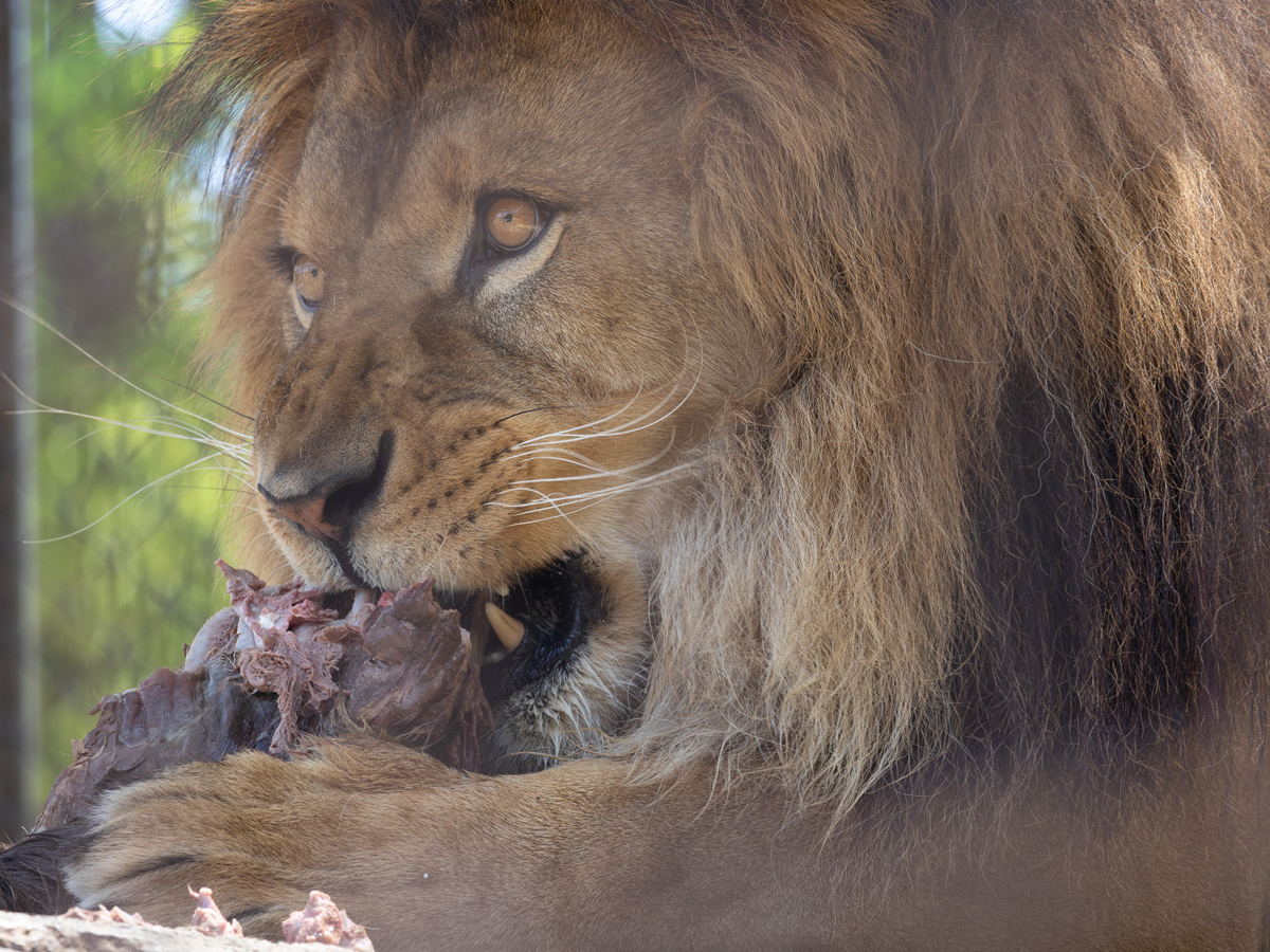 Toyohashi Zoo & Botanical Park (Non Hoi Park)