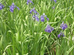 八橋かきつばた園(かきつばたまつり)