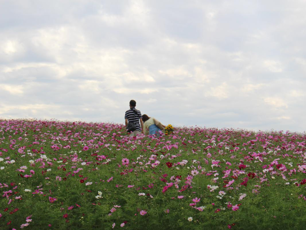 Fields of Sunflowers and Cosmos Flowers 