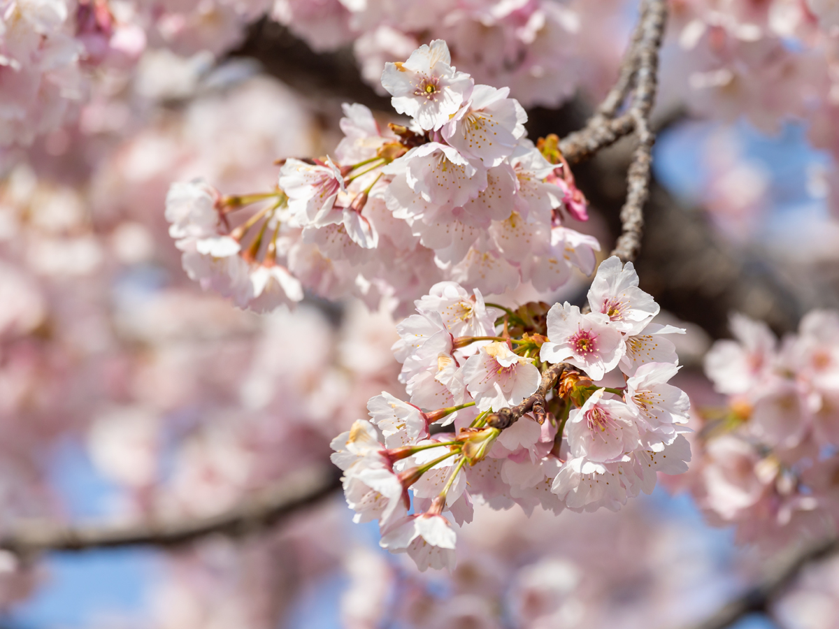 オオカンザクラの並木道