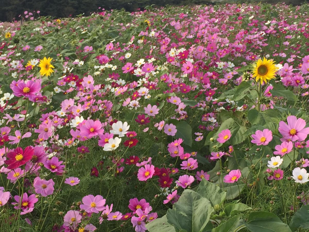 Sunflower and Cosmos Fields