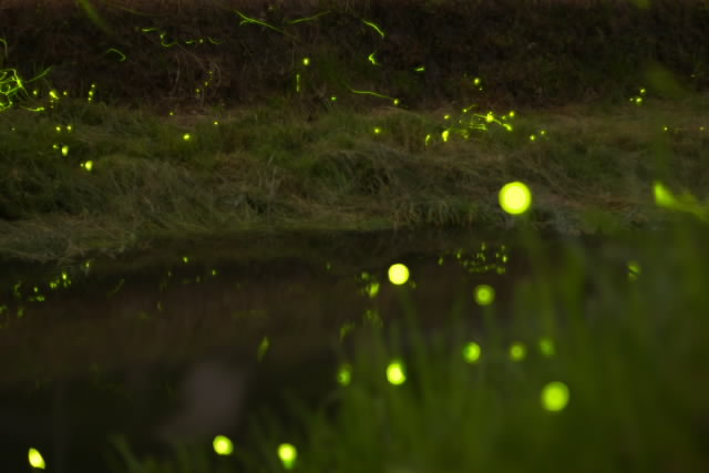 ホタル(稲武地区河川敷周辺[黒田川・名倉川・根羽川])