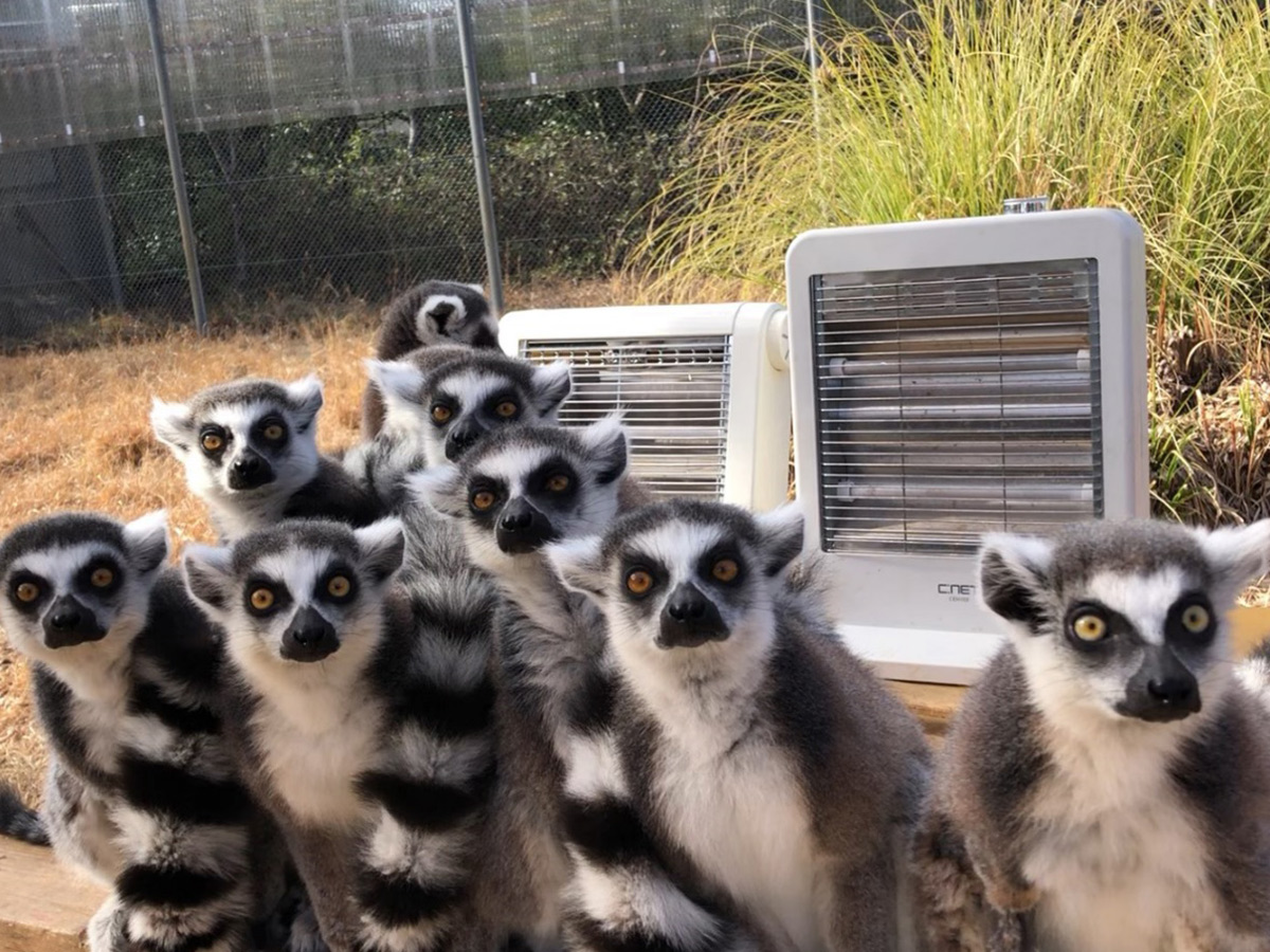 日本モンキーセンター