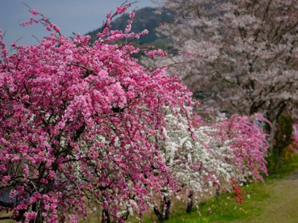 しだれ花桃の里
