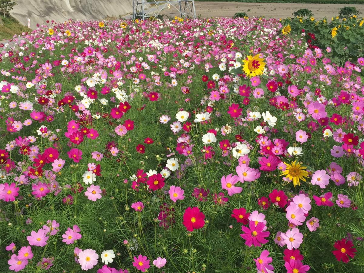 Sunflower and Cosmos Fields