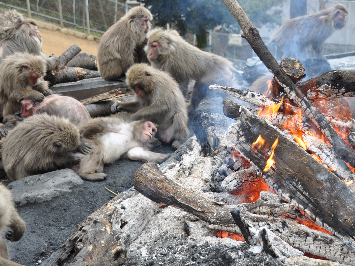 日本モンキーセンター