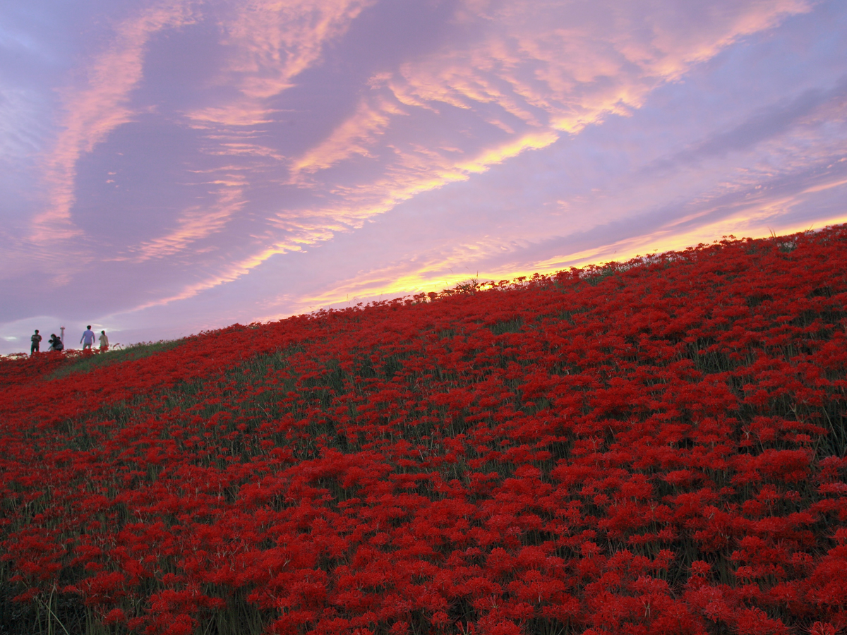 矢勝川（彼岸花）