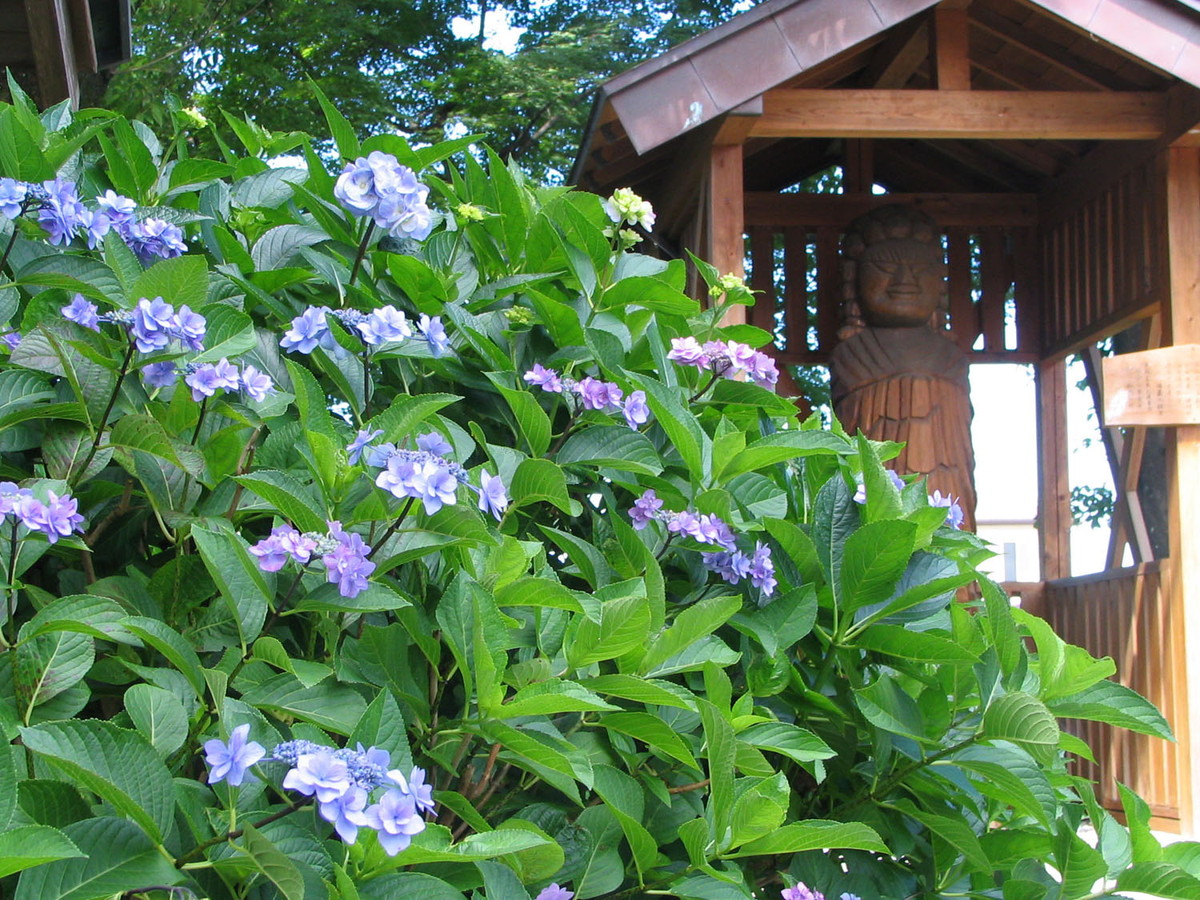 Ongakuji Temple Hydrangea Festival (Ongakuji Ajisai Matsuri)